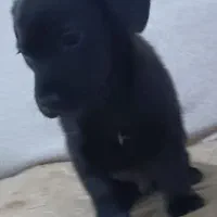 پاکوتاه جیبی بامزه زرنگ|سگ|نیشابور, سرآب کوشک|دیوار