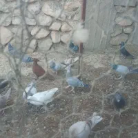 ماده پلاکی|پرنده|برازجان, |دیوار