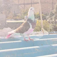 کبوتر کفتر|پرنده|باغستان, |دیوار