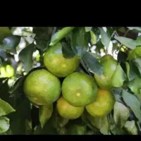 پرتغال سردرختی نارنگی ژاپنی تامسون خونی|خدمات باغبانی و درختکاری|ساری, |دیوار