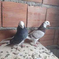 شازده پرشی|پرنده|گرگان, |دیوار