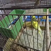 مرغ عشق جفتی چهارصد|پرنده|میبد, |دیوار