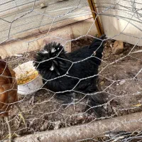 مرغ و خروس سلطان|حیوانات مزرعه|اردکان, |دیوار