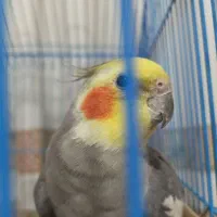 عروس هلندی نر|پرنده|هشتگرد, مدرس|دیوار