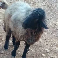 گوسفند جهت فروش|حیوانات مزرعه|لوداب, |دیوار