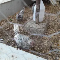 تخم مرغ سبرایت سیلور