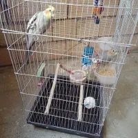 یک جفت عروس هلندی نر و ماده|پرنده|تهران, نازیآباد|دیوار