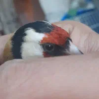 معاوضه سهره نرو ماده