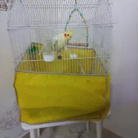 عروس هلندی|پرنده|ماسال, |دیوار