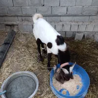 بز نر افغانی|حیوانات مزرعه|بندر ماهشهر, |دیوار