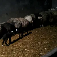 نیازمند نیروی کار