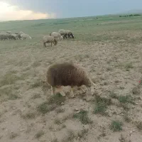 فروش بره