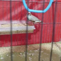 مرغ عشق و فنج با قفس و تجهیزات کامل|پرنده|تاکستان, |دیوار