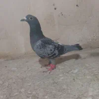 ساده .سفیدکرمانی و..|پرنده|مشهد, اروند|دیوار