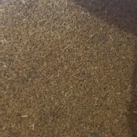 بذریونجه نیکشهری