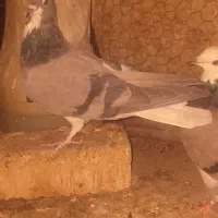 کفتر