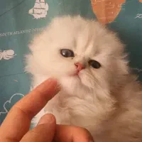 بچه اسکاتیش سیلور یخی اصیل زیبا باهوش