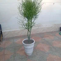 گل گیاه|گل و گیاه طبیعی|فلاورجان, |دیوار