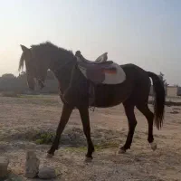 اسب|اسب و تجهیزات اسب‌سواری|شوشتر, |دیوار