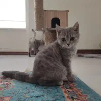 گربه|گربه|سیرجان, |دیوار