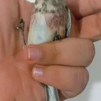 جوجه نر|پرنده|سنندج, |دیوار