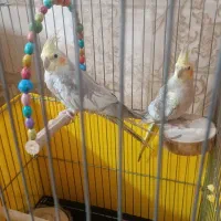 فروش|پرنده|کرج, شهرک فهمیده|دیوار