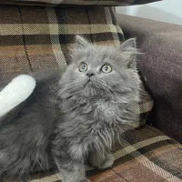 بچه گربه بریتیش بلو لانگ هیر