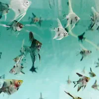 ماهی کالر آنجل زبرا گوپی گلدفیش کوریدوراس فلاور|ماهی|مشهد, سناباد|دیوار