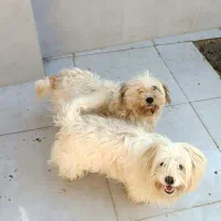 واگذاری پاکوتا پشمالو|سگ|رشت, منظریه|دیوار