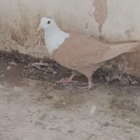 2تا ماده کله سفید