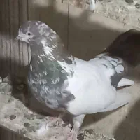 کبوتر