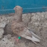 کبوتر|پرنده|چغادک, |دیوار