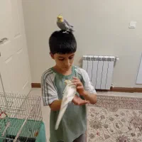 عروس هلندی جفت بالغ