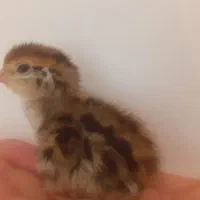 جوجه بلدرچین سنگین وزن