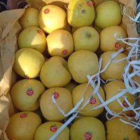 خرید و فروش حق العمل کاری|عمده‌فروشی|تهران, میدان میوه و تره‌بار مرکزی|دیوار