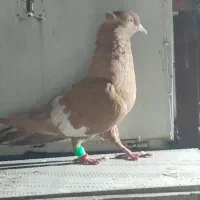 کبوتر سرک زرد|پرنده|دزفول, |دیوار