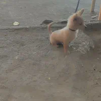 پامر روباهی|سگ|پاکدشت, پاکدشت (مامازند)|دیوار