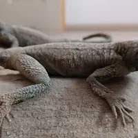 مجسمه پلاستیکی