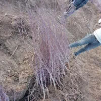 تولید و عرضه نهال بادام اصلاح شده مرودشت|خدمات باغبانی و درختکاری|مرودشت, ثبت احوال|دیوار