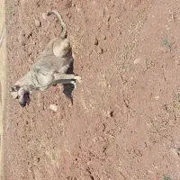 ماده سرابی گله دارشکم طلا|سگ|اهر, |دیوار