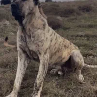 واگزاری سگ سراب