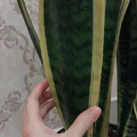 گل سانسوریا|گل و گیاه طبیعی|مشهد, شهرک بهارستان|دیوار