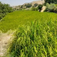 برنج دم سیاه اصل ودرجه یک