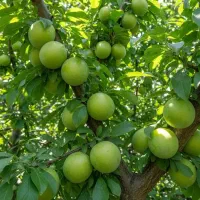 نهال|خدمات باغبانی و درختکاری|جوانرود, |دیوار