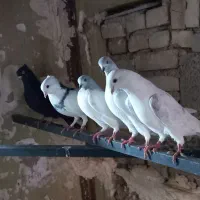 کبوتر بالاگیر|پرنده|کارون, |دیوار