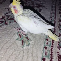طوطی