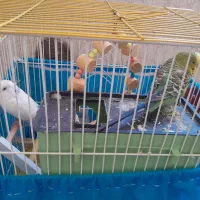 مرغ عشق نروماده وقفسه کامل|پرنده|سنندج, |دیوار