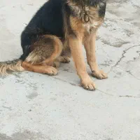 سگ ژرمن|سگ|نیشابور, دارایی|دیوار