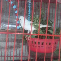 قناری نر رنگ سفید
