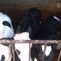 گوساله|حیوانات مزرعه|قنوات, |دیوار